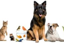 pet-sitter-startup news