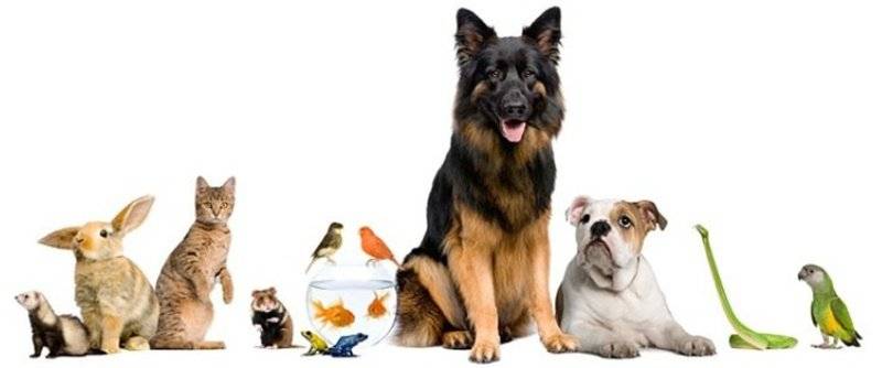 Mettersi in proprio a basso costo: il pet-sitter Mettersi in proprio a basso costo: il pet-sitter
