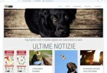 Dog Digital Startup News