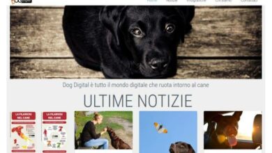 Dog Digital Startup News