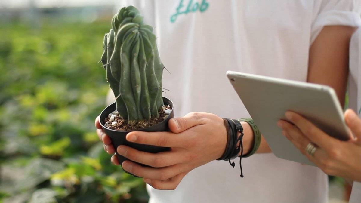 Arriva Flob, il negozio online di piante e fiori Arriva Flob, il negozio online di piante e fiori