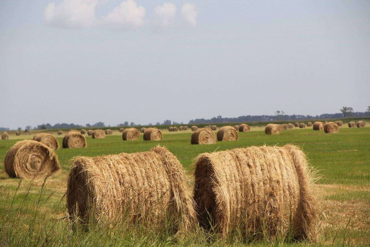 Agrifood, il settore continua a stimolare la crescita di startup: + 56% nel 2020 Agrifood, il settore continua a stimolare la crescita di startup: + 56% nel 2020