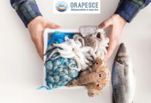 Orapesce startup-news