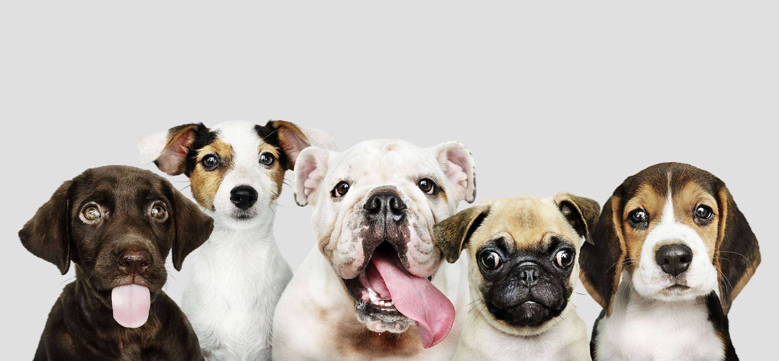 Parte il crowdfunding di MeetMyPet, il primo social network dedicato a cani, gatti e proprietari Parte il crowdfunding di MeetMyPet, il primo social network dedicato a cani, gatti e proprietari