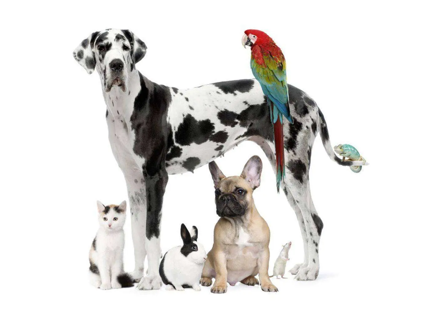 MeetMyPet Startup-News