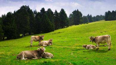 Pascol startup del consumo di carne consapevole