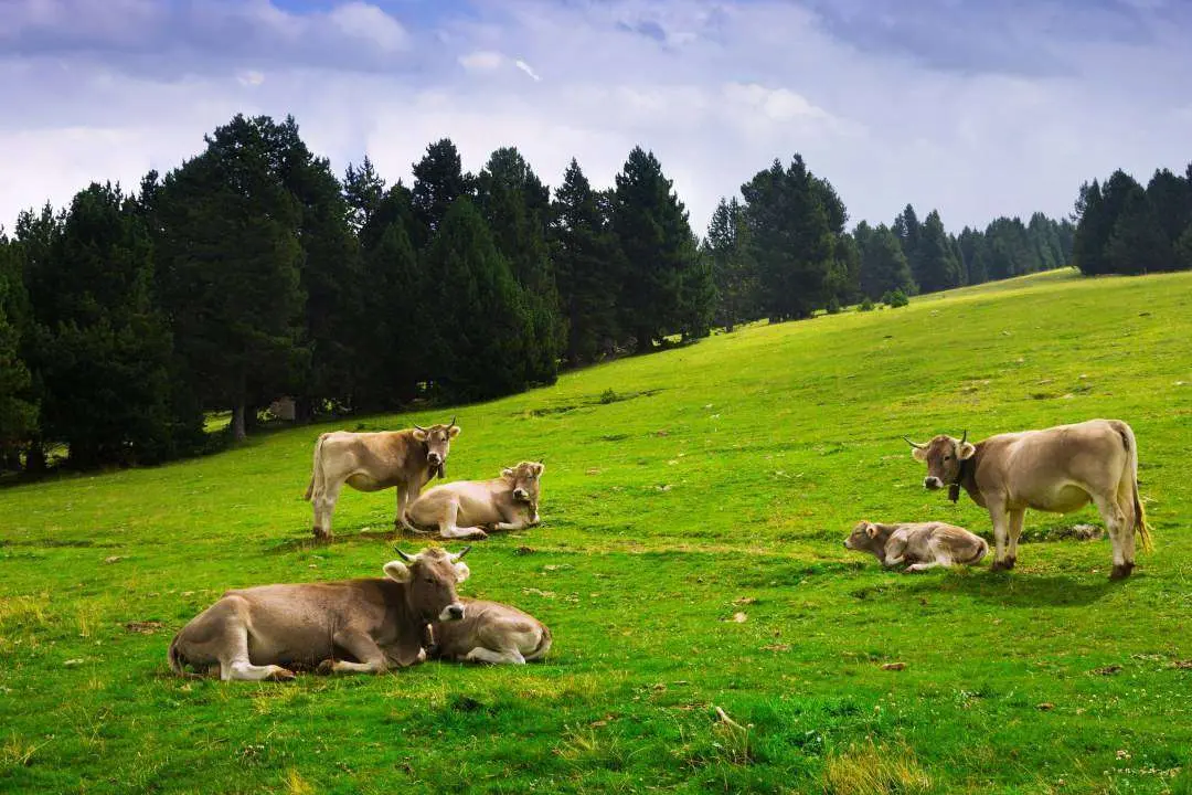 Pascol startup del consumo di carne consapevole