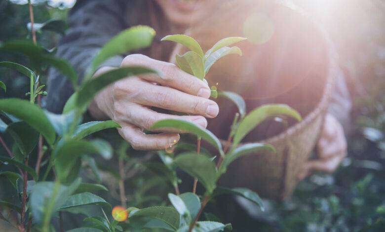 Adamas Biotech la startup della nutraceutica