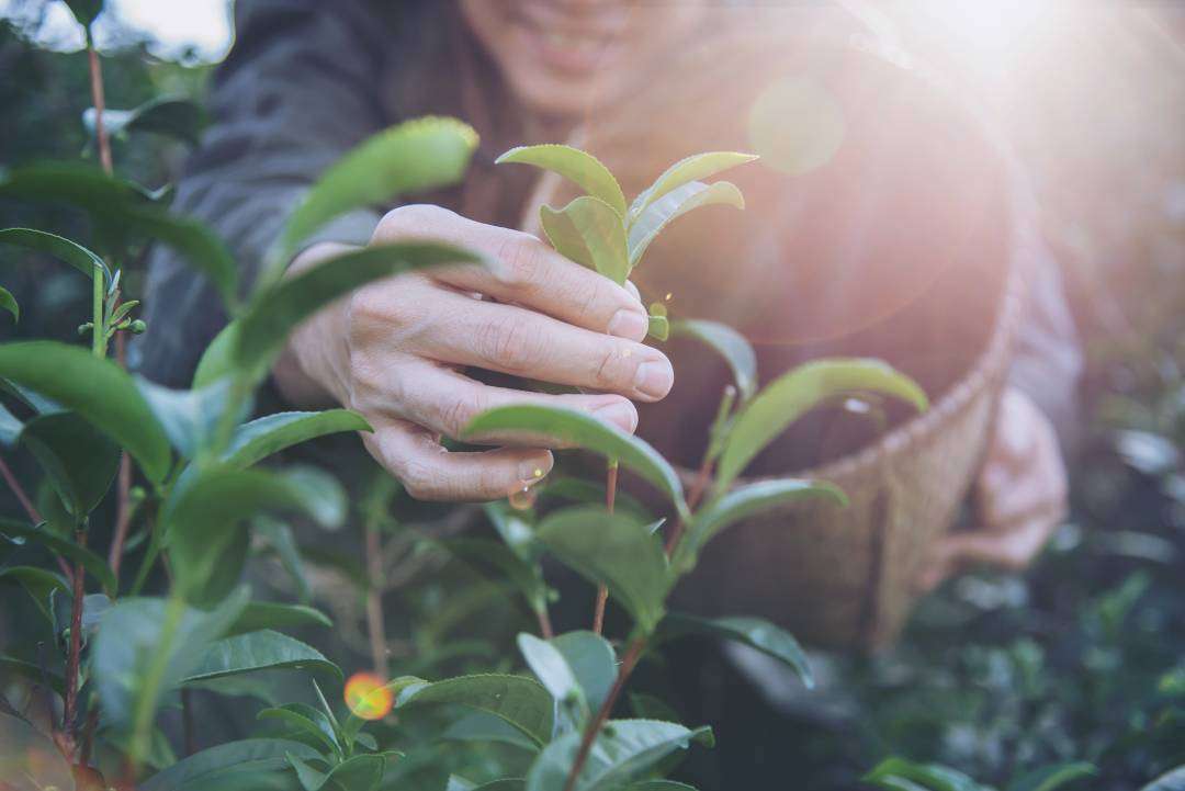 Adamas Biotech, 470mila euro per la nutraceutica Adamas Biotech, 470mila euro per la nutraceutica