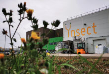 Insect farming Ynsect